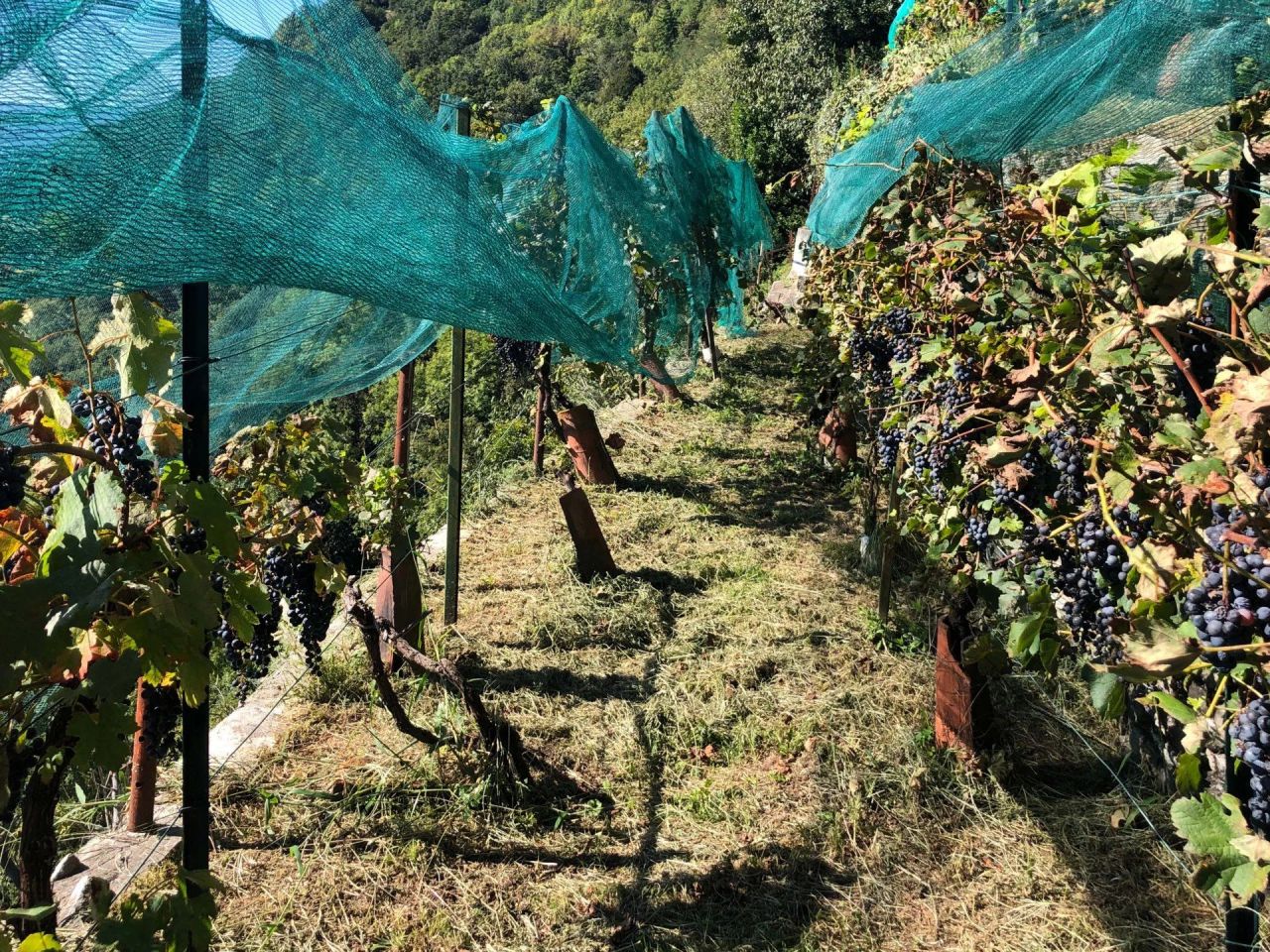 Вилла в Каннеро-Ривьере, Италия, 530 м² - фото 16