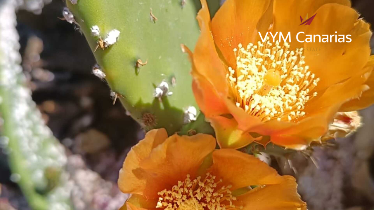 Дом на Тенерифе, Испания, 115 м² - фото 8