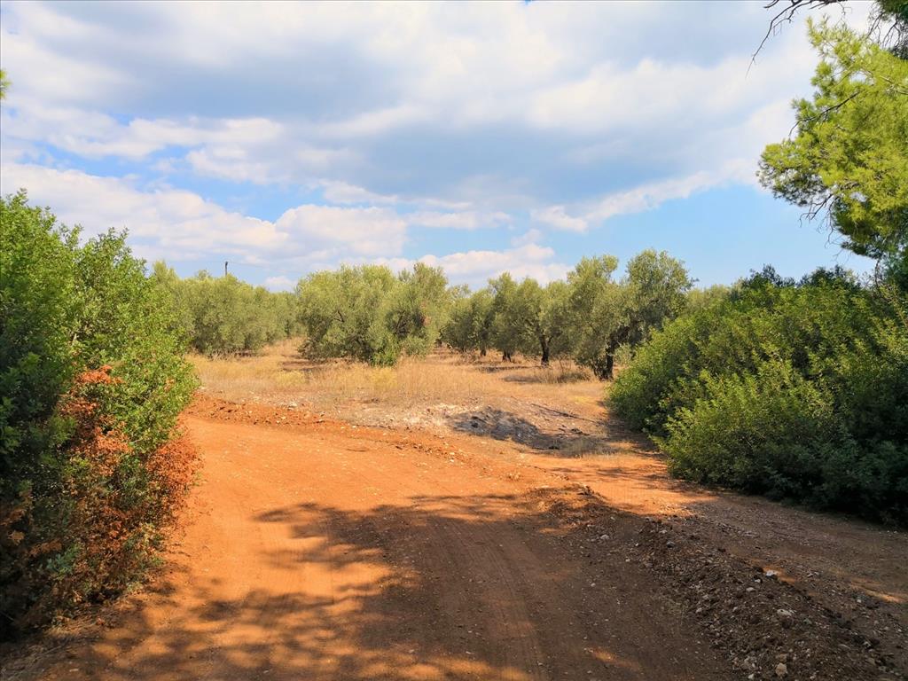 Земля в Ситонии, Греция, 15 120 м² - фото 14