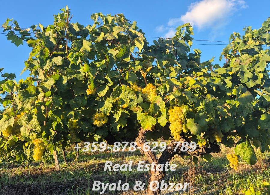 Квартира в Бяле, Болгария, 33 м² - фото 11