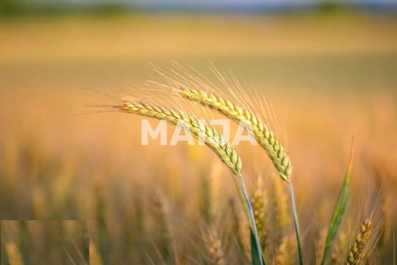 Земля Stoenești, Румыния, 16 000 000 м² - фото 3