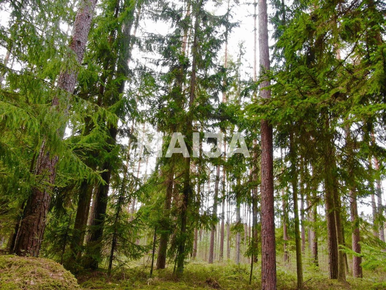 Земля Скулте, Латвия, 4 017 м² - фото 1