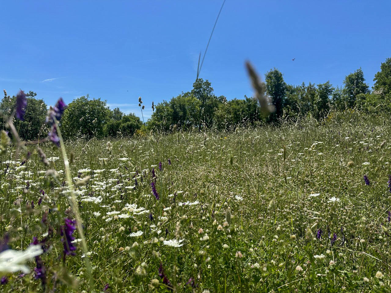 Земля в Добра Воде, Черногория, 4 196 м² - фото 7