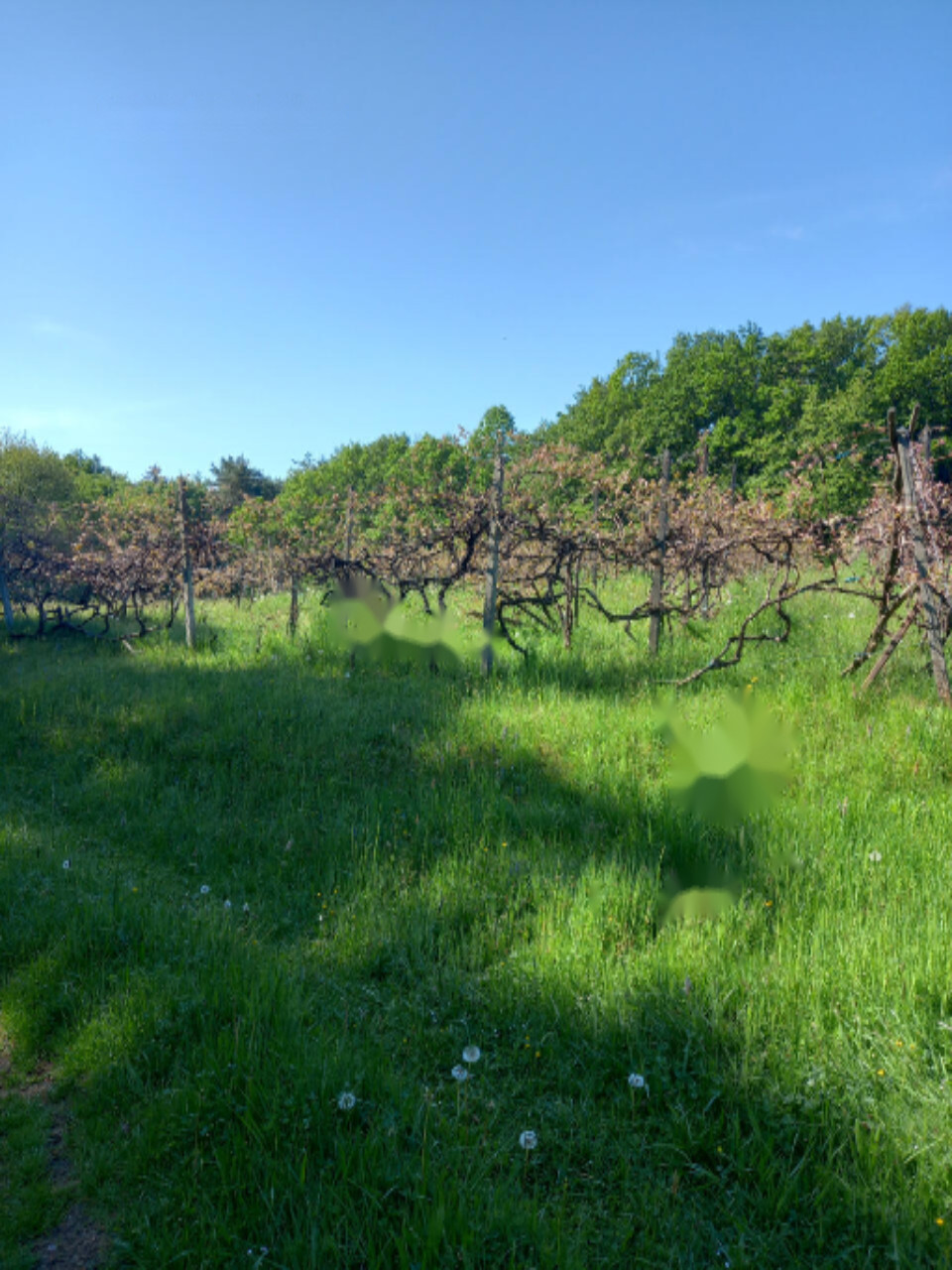 Дом в Горня-Радгоне, Словения, 90 м² - фото 6