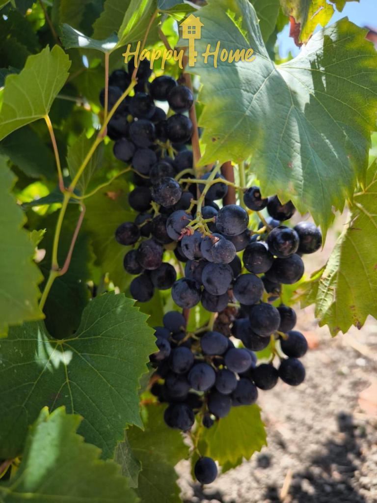 Дом в Гюлёвце, Болгария, 100 м² - фото 18