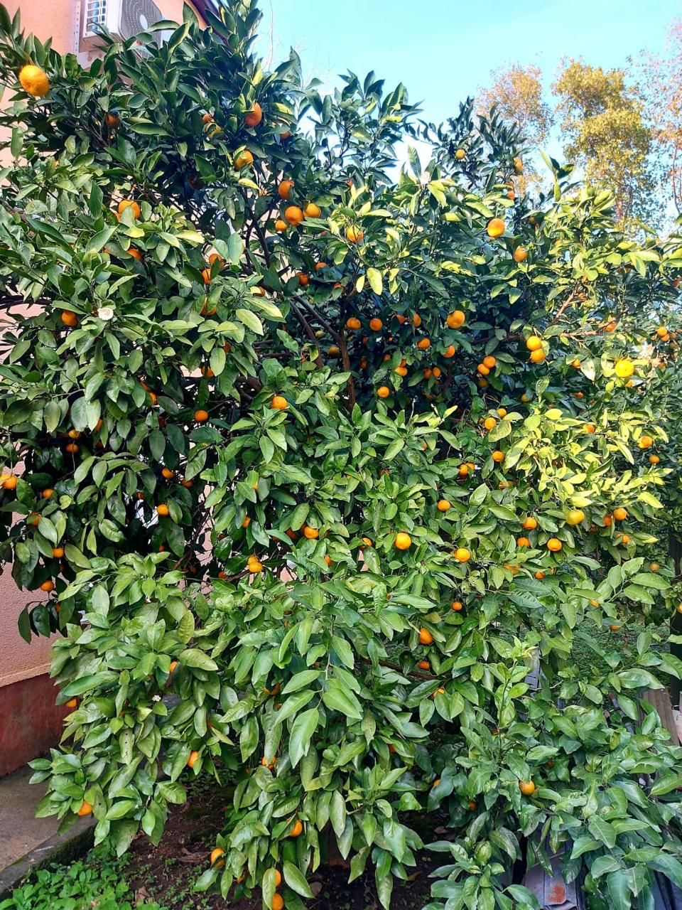 Дом в Батуми, Грузия, 256 м² - фото 11