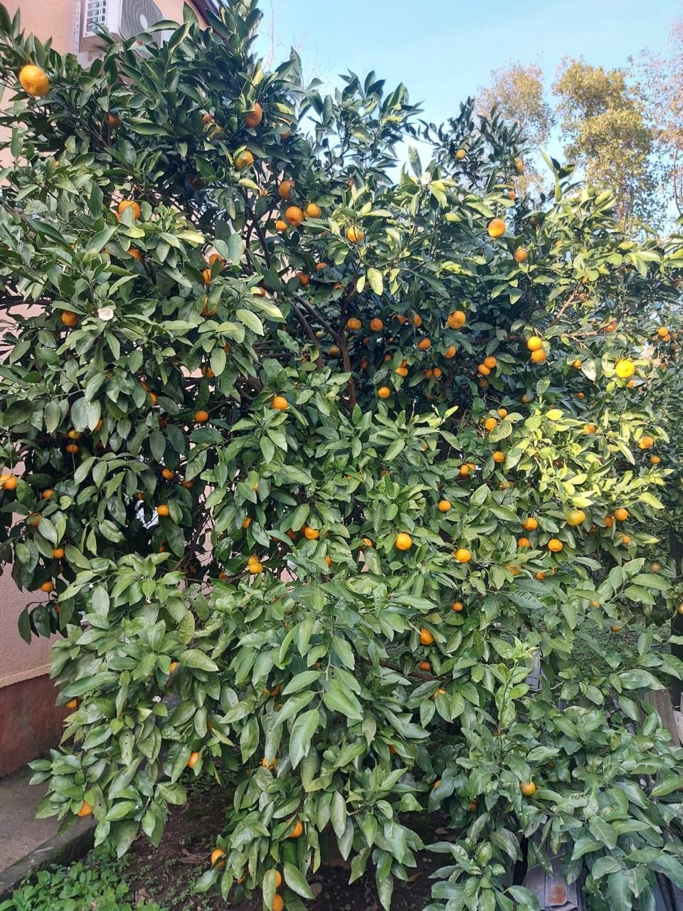 Дом в Батуми, Грузия, 256 м² - фото 6