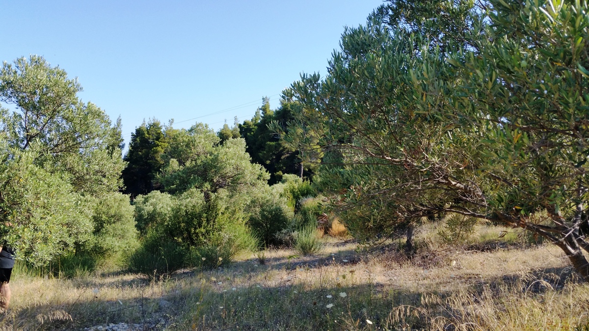 Земля на Кассандре, Греция, 9 100 м² - фото 10