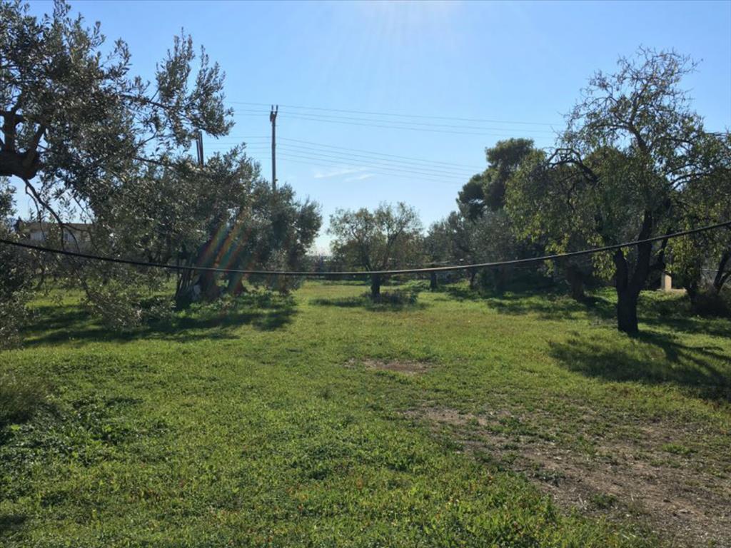 Земля в Аттике, Греция, 6 458 м² - фото 3