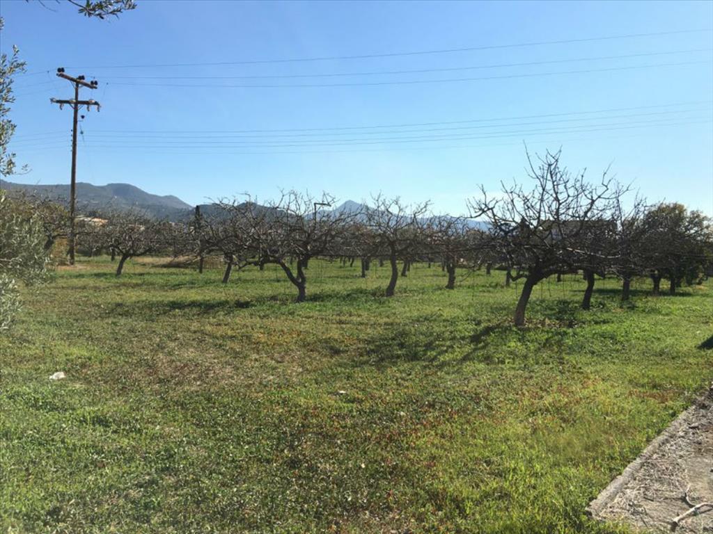 Земля в Аттике, Греция, 6 458 м² - фото 5