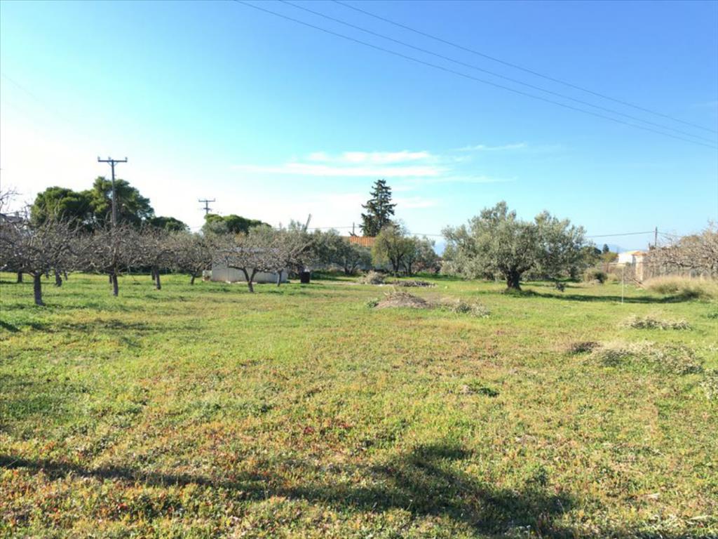 Земля в Аттике, Греция, 6 458 м² - фото 7