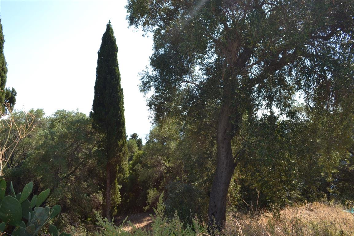 Земля на Корфу, Греция, 4 450 м² - фото 11