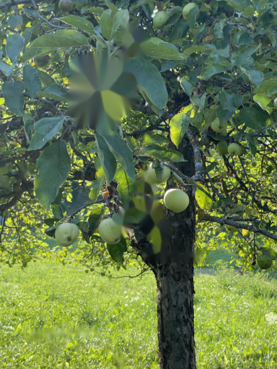 Земля в Бледе, Словения, 5 090 м² - фото 2