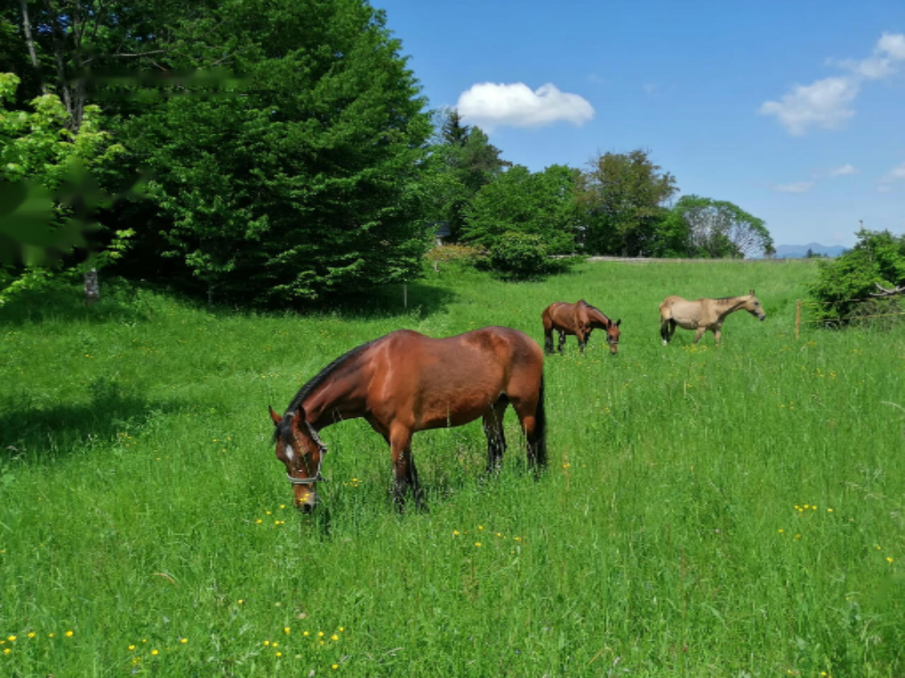 Земля в Радовлице, Словения, 5 812 м² - фото 2
