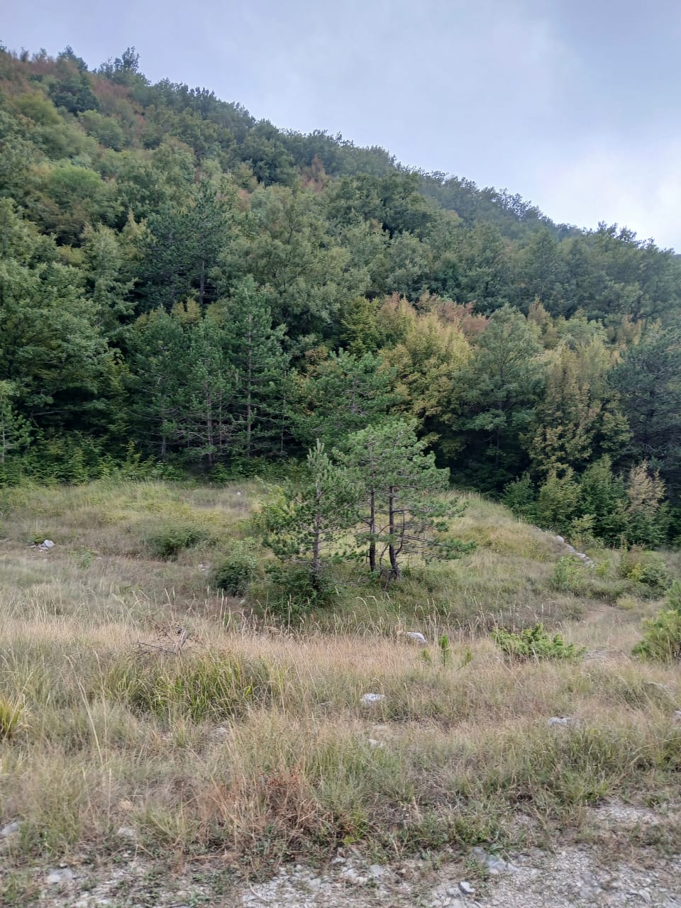 Земля в Булярице, Черногория, 129 000 м² - фото 7