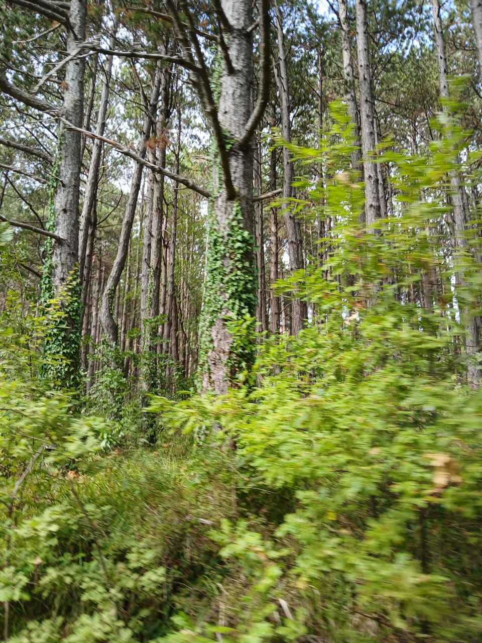 Земля в Булярице, Черногория, 129 000 м² - фото 4