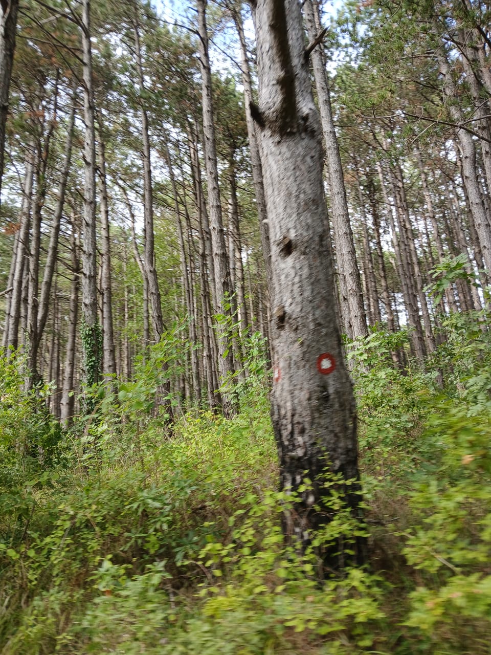 Земля в Булярице, Черногория, 129 000 м² - фото 14