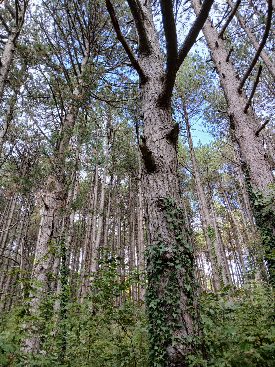 Земля в Булярице, Черногория, 129 000 м² - фото 12