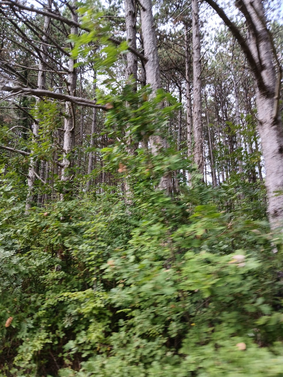 Земля в Булярице, Черногория, 129 000 м² - фото 13