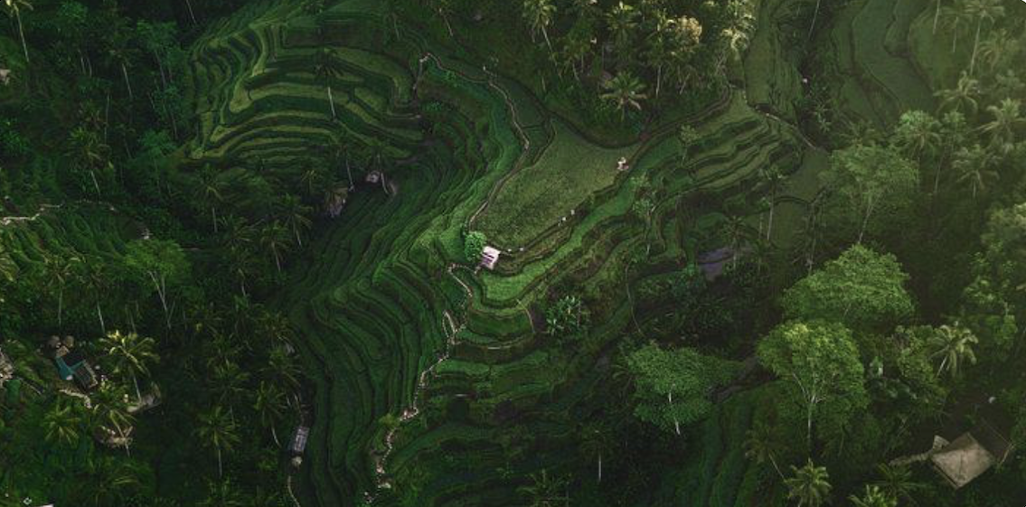 Коммерческая недвижимость в Убуде, Индонезия, 45 м² - фото 12