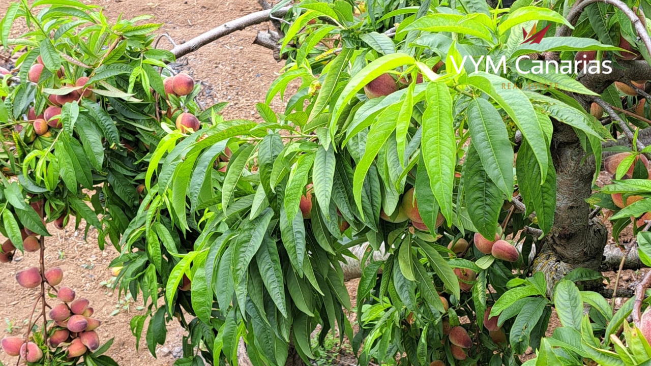 Дом на Тенерифе, Испания, 650 м² - фото 16