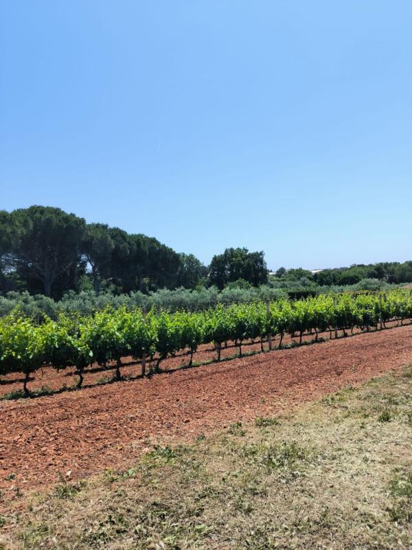 Вилла в Медулине, Хорватия, 240 м² - фото 7