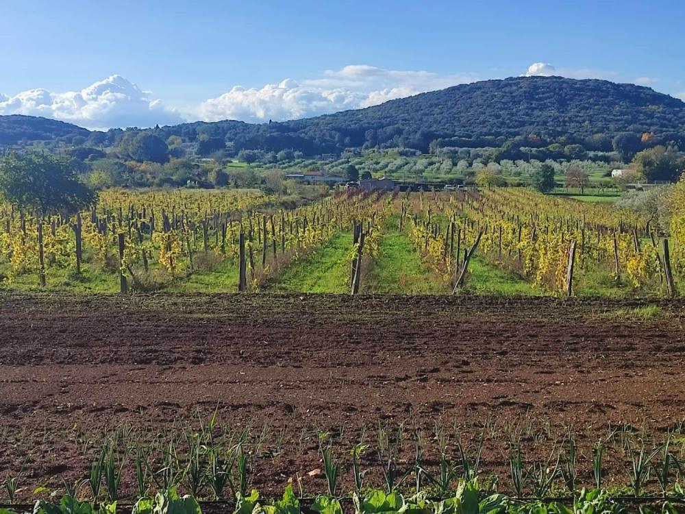 Вилла в Ровини, Хорватия, 420 м² - фото 11