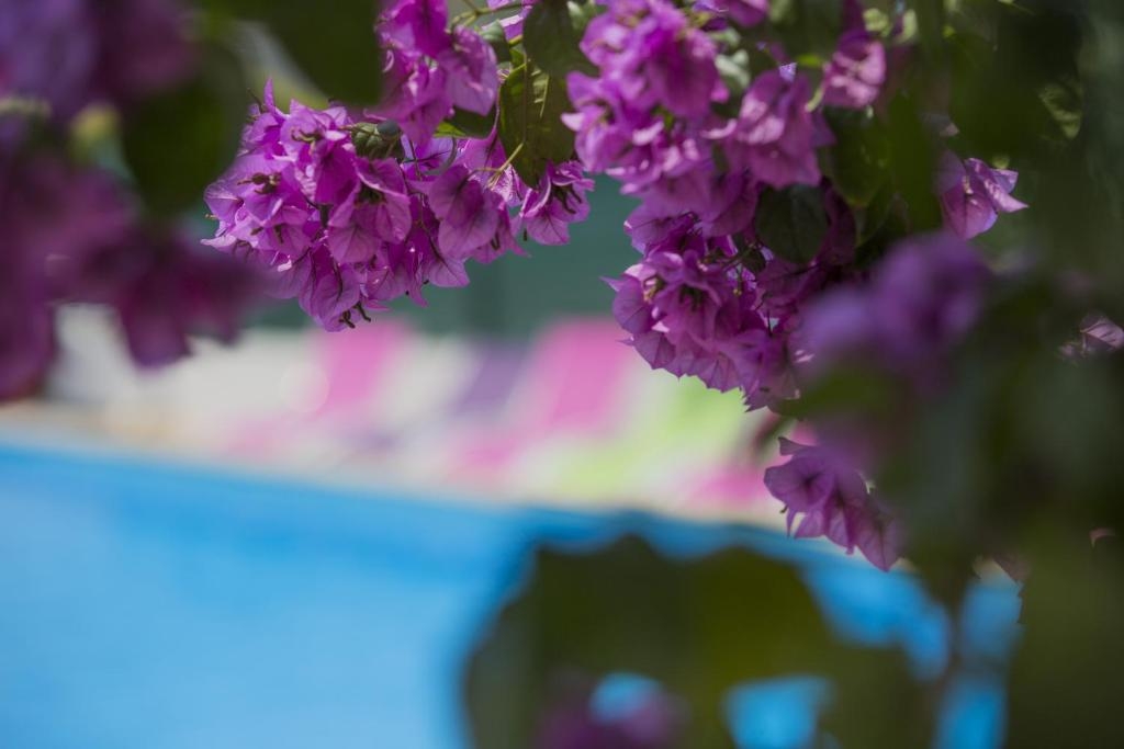 Отель, гостиница Novalja, Хорватия, 510 м² - фото 11