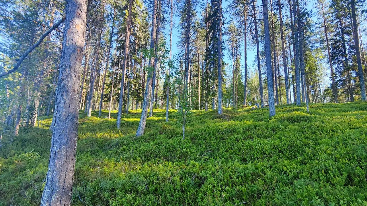 Земля в Рованиеми, Финляндия, 1.5 Га - фото 5