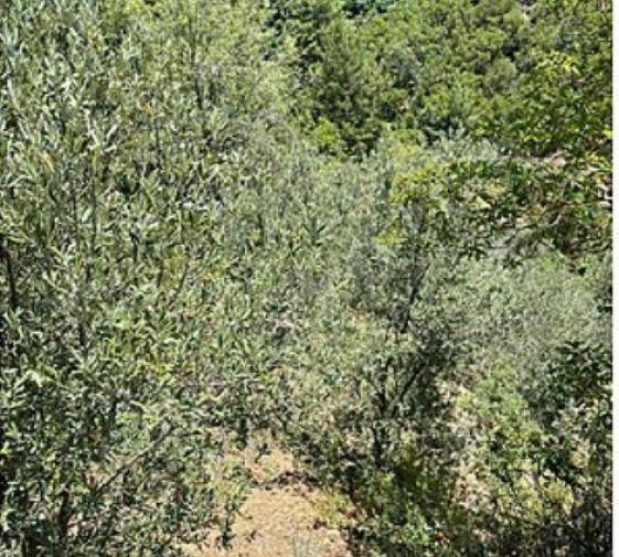 Земля в Алании, Турция, 10 221 м² - фото 2