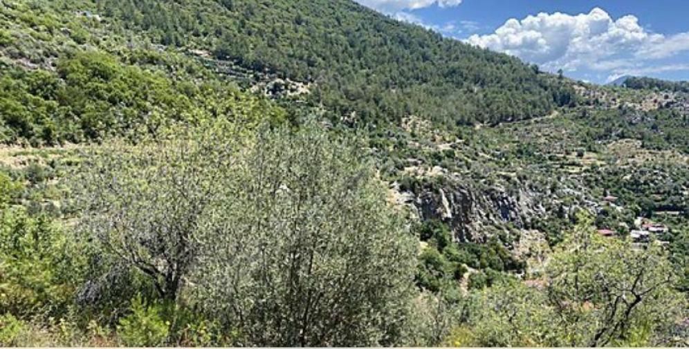 Земля в Алании, Турция, 10 221 м² - фото 3