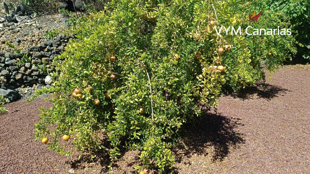 Дом на Тенерифе, Испания, 115 м² - фото 6