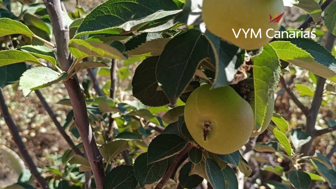 Дом на Тенерифе, Испания, 115 м² - фото 7