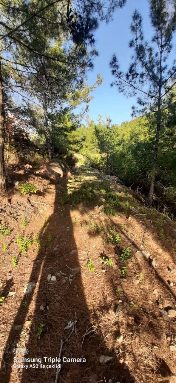 Земля в Алании, Турция, 6 300 м² - фото 4