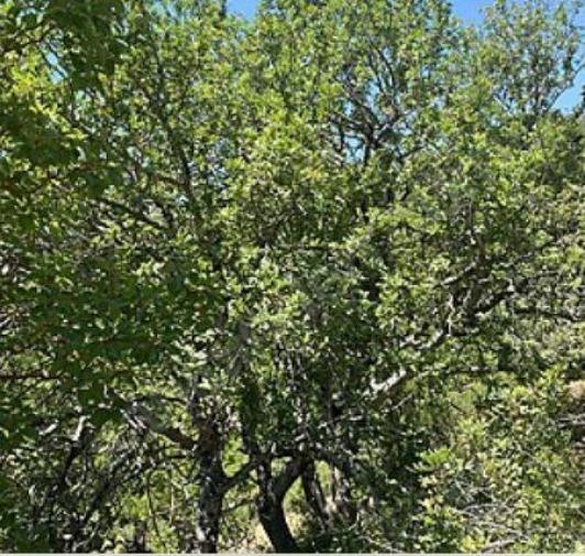 Земля в Алании, Турция, 10 221 м² - фото 5