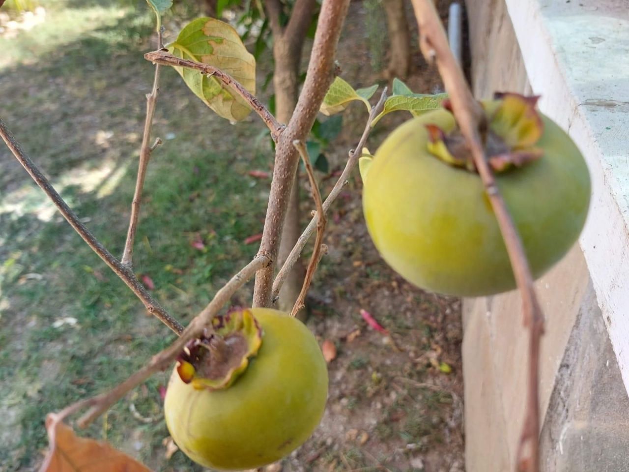 Вилла в Алании, Турция, 190 м² - фото 14