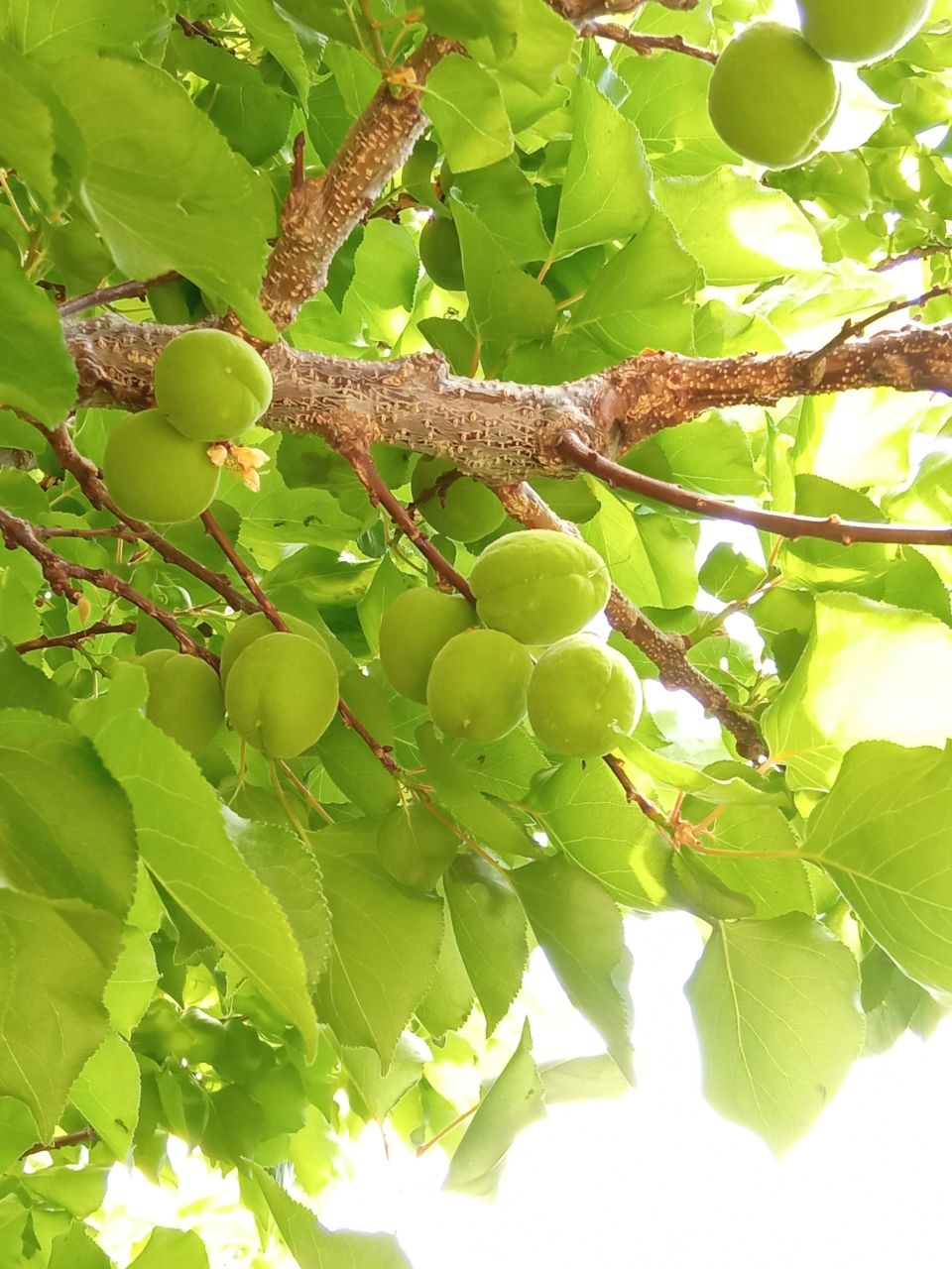 Пентхаус в Алании, Турция, 180 м² - фото 16