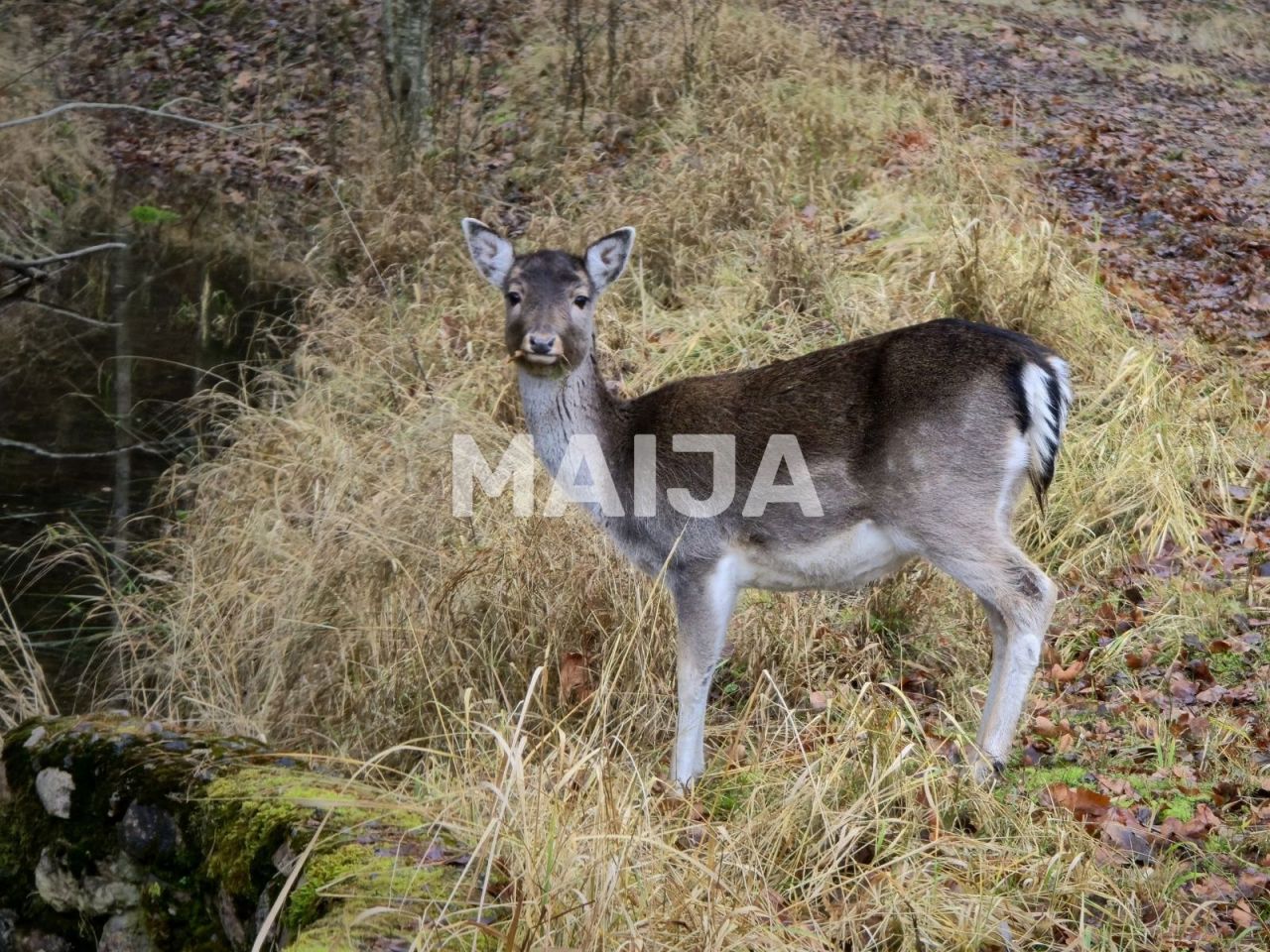 Вилла в Елгаве, Латвия, 378 м² - фото 19