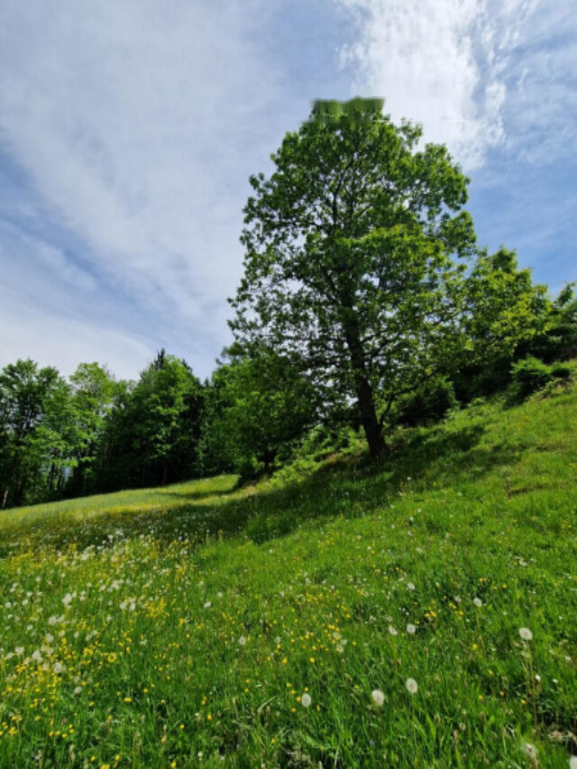 Ферма в Равне-на-Корошкем, Словения, 105 872 м² - фото 13