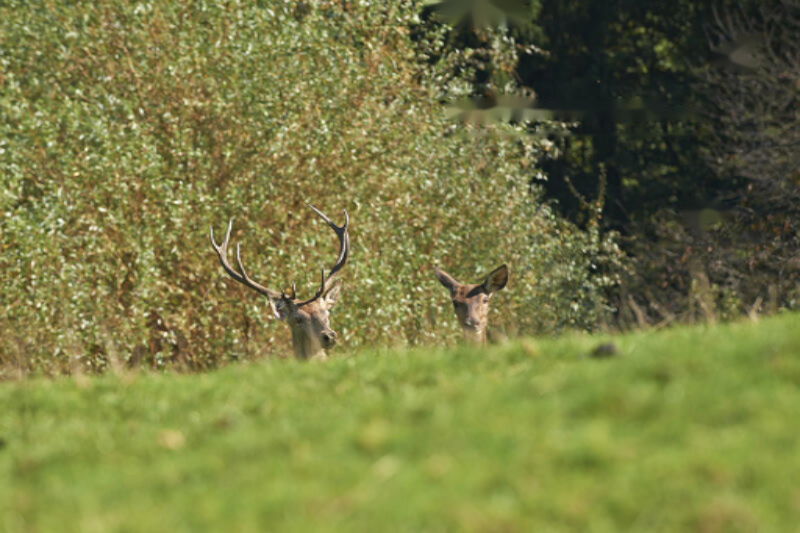 Ферма в Словенске-Конице, Словения, 14 569 м² - фото 16