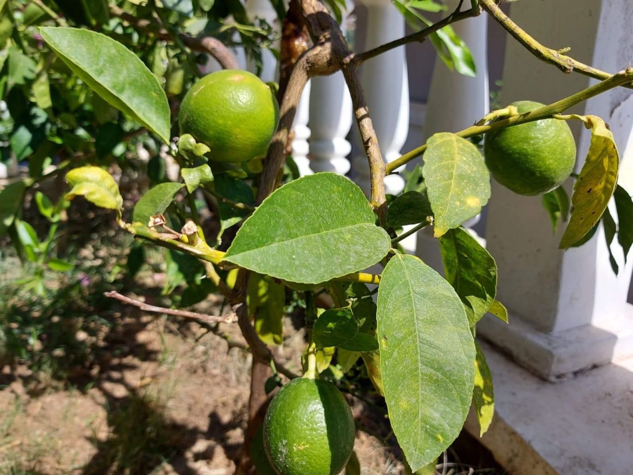 Вилла в Алании, Турция, 190 м² - фото 17