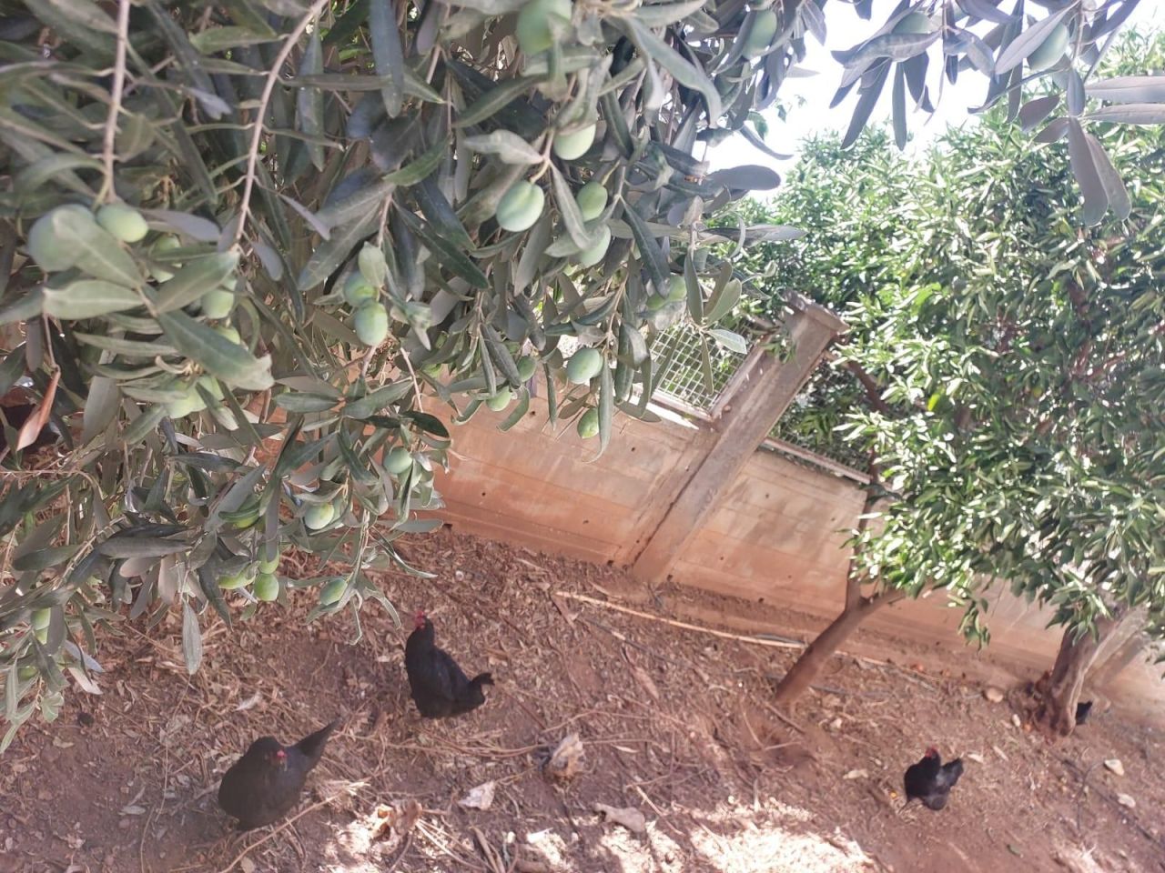 Вилла в Алании, Турция, 450 м² - фото 19