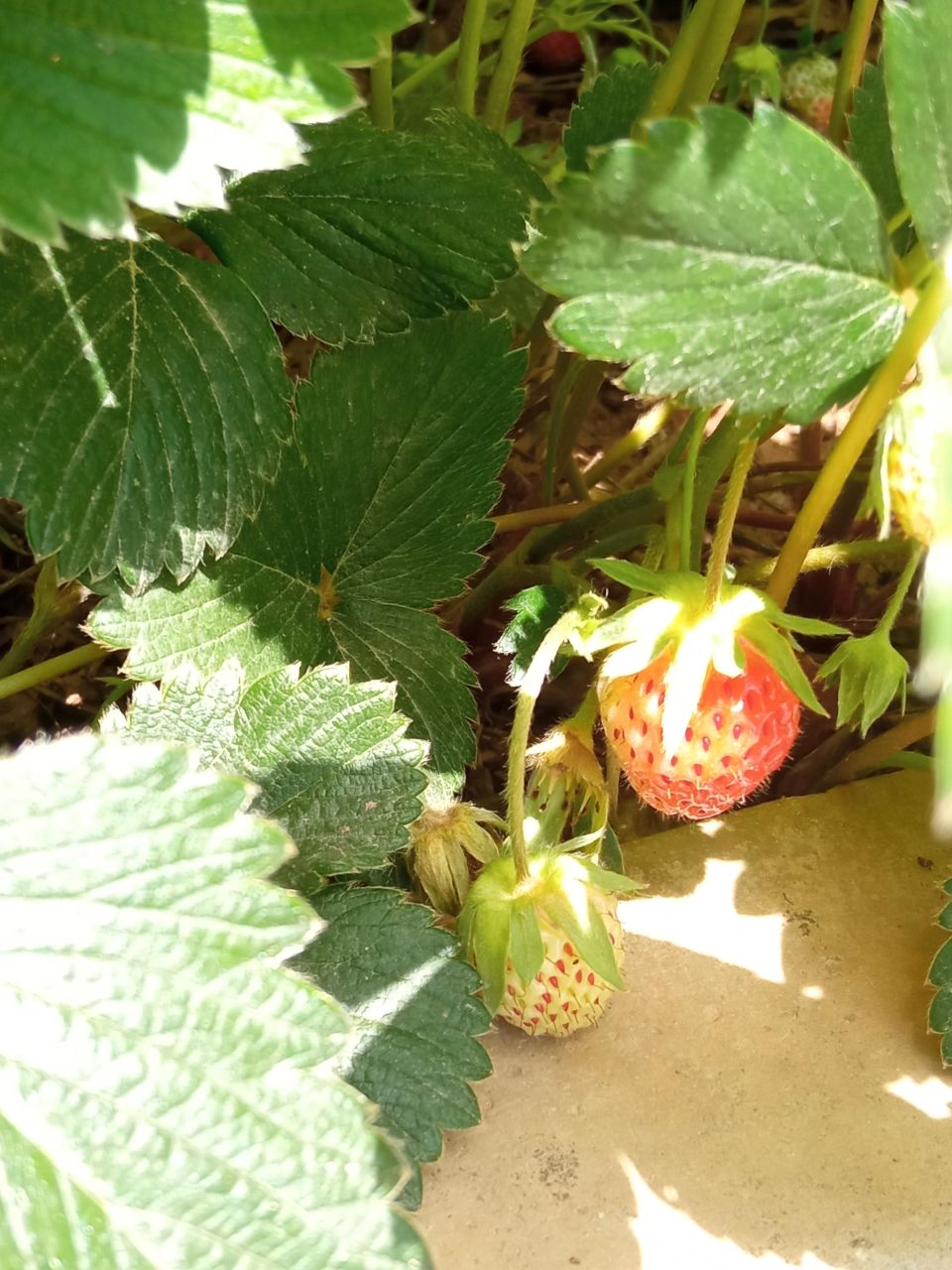 Пентхаус в Алании, Турция, 180 м² - фото 19