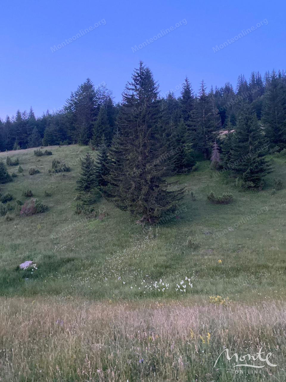 Земля в Жабляке, Черногория, 15 531 м² - фото 7