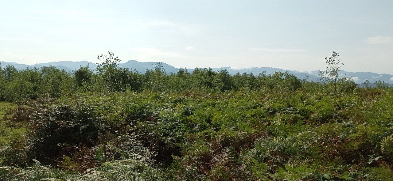 Земля в Чохатаурском муниципалитете, Грузия, 3 346 м² - фото 4