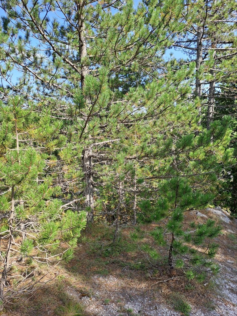 Земля в Грахово, Черногория, 27 466 м² - фото 6