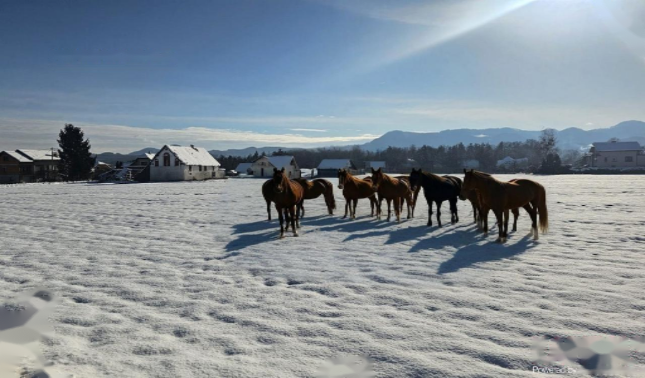 Ферма в Целе, Словения, 329 м² - фото 1