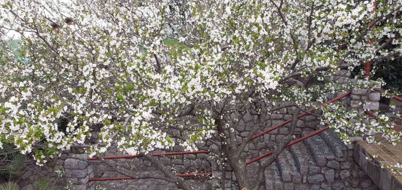 Отель, гостиница Smokvica Krmpotska, Хорватия, 185 м² - фото 9