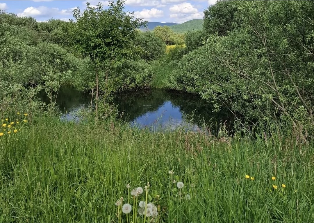 Земля в Никшиче, Черногория, 5 037 м² - фото 4