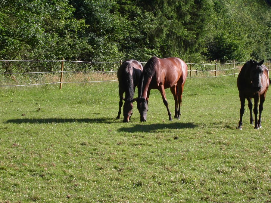 Квартира в Дикирхе, Люксембург, 186 м² - фото 7